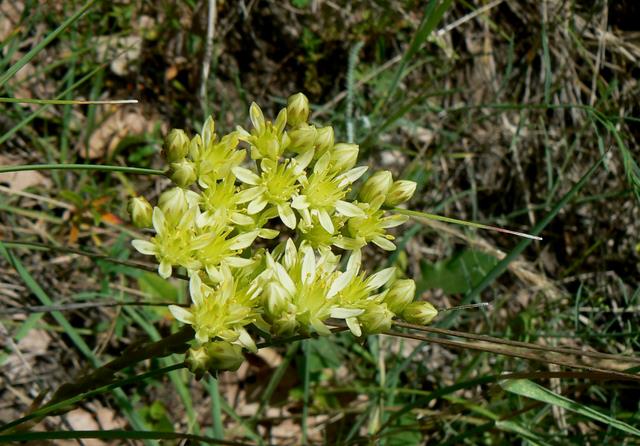 Sedum sediforme