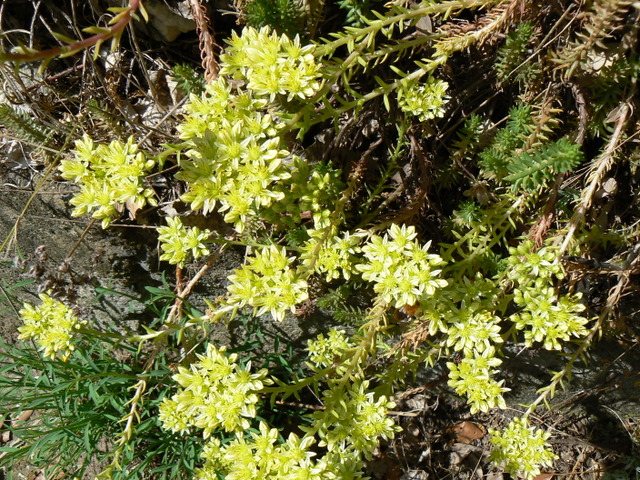 Sedum sediforme