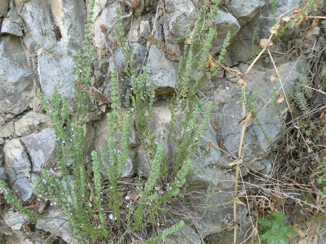 piantina su roccia calcarea - Micromeria graeca?