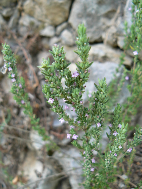 piantina su roccia calcarea - Micromeria graeca?