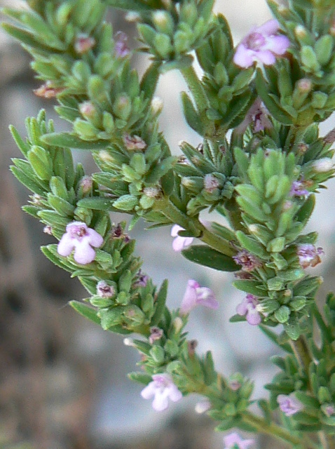 piantina su roccia calcarea - Micromeria graeca?