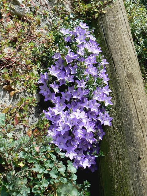 Campanula fragilis subsp. fragilis / Campanula napoletana