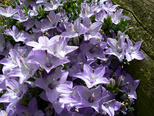 Campanula fragilis subsp. fragilis / Campanula napoletana