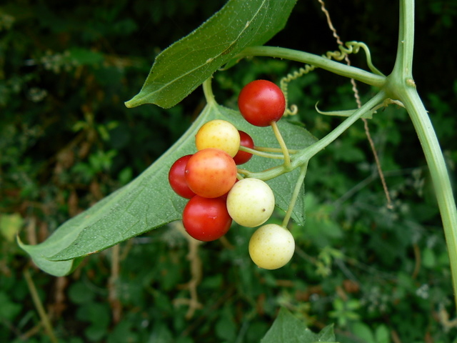 Bryonia dioica / Brionia comune