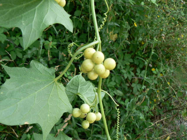 Bryonia dioica / Brionia comune