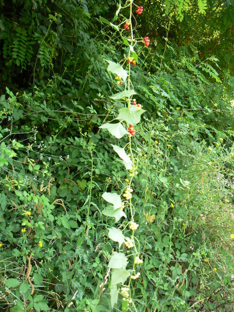 Bryonia dioica / Brionia comune