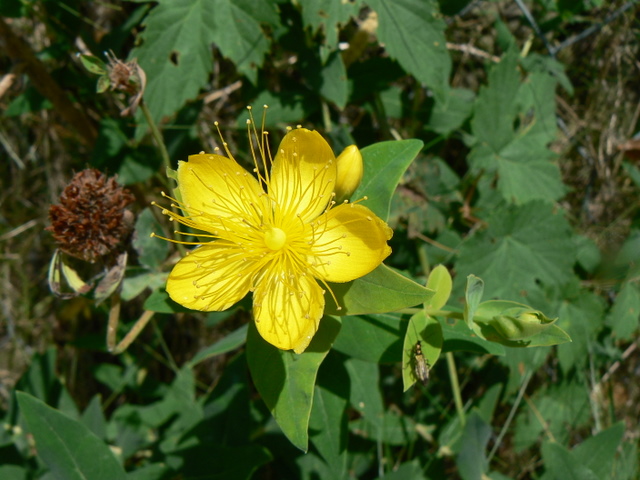 Hypericum calycinum