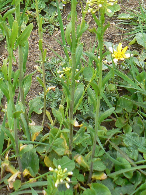 Mummenhoffia alliacea (= Thlaspi alliaceum)  e Microthlaspi perfoliatum (=Thlaspi p.)