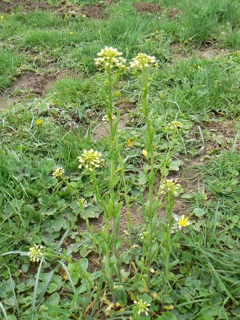 Mummenhoffia alliacea (= Thlaspi alliaceum)  e Microthlaspi perfoliatum (=Thlaspi p.)