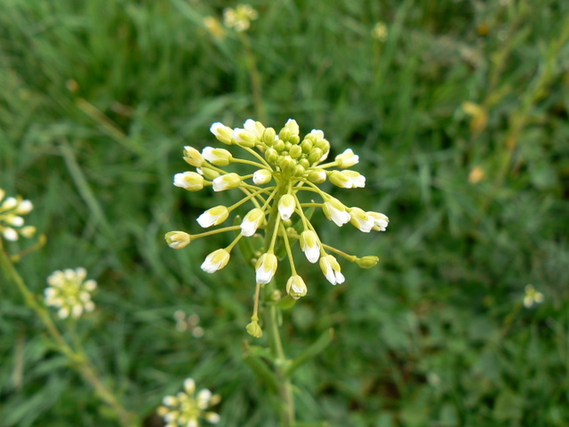 Mummenhoffia alliacea (= Thlaspi alliaceum)  e Microthlaspi perfoliatum (=Thlaspi p.)