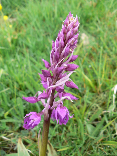 Orchis mascula