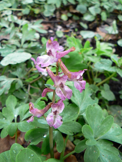 Corydalis cava