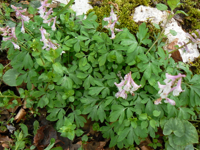 Corydalis cava