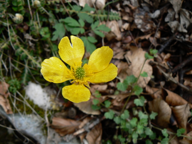 Anemonoides ranunculoides