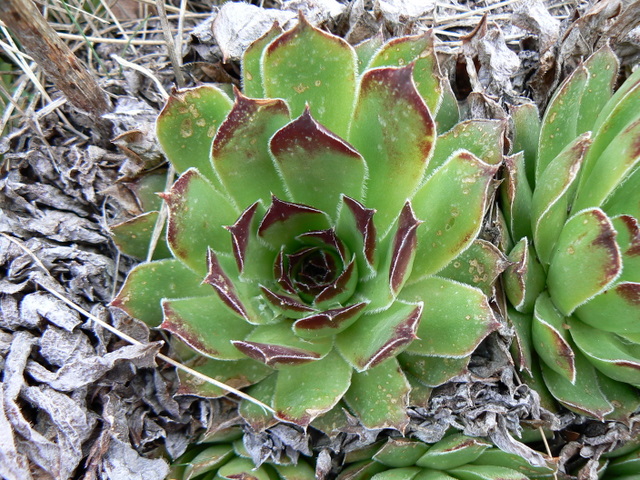 Sempervivum tectorum