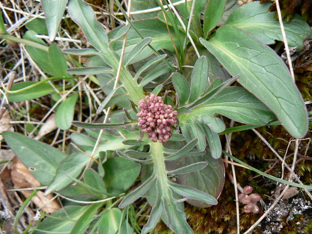 Valeriana tuberosa / Valeriana tuberosa