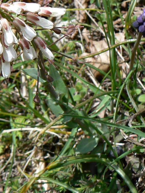 Mummenhoffia alliacea (= Thlaspi alliaceum)  e Microthlaspi perfoliatum (=Thlaspi p.)