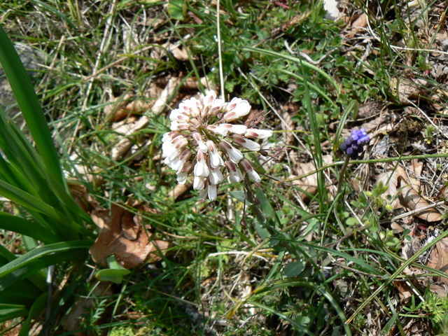 Mummenhoffia alliacea (= Thlaspi alliaceum)  e Microthlaspi perfoliatum (=Thlaspi p.)