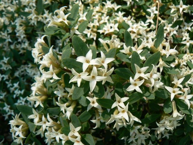 Cespuglio con fiorellini bianchi - Daphne oleoides