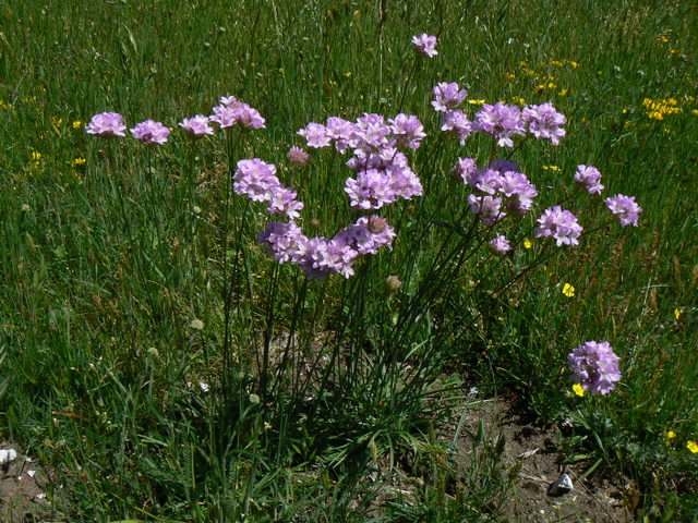 Dubbio: valeriana?no, Armeria sp