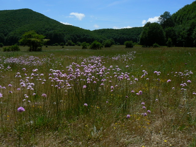 Dubbio: valeriana?no, Armeria sp