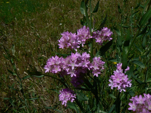 Dubbio: valeriana?no, Armeria sp