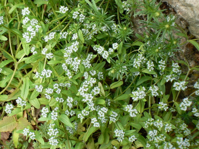 Fiorellini minuscoli - Valerianella sp.