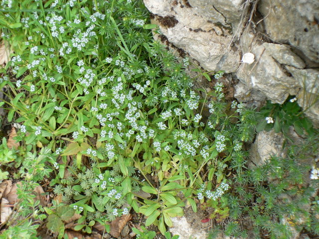 Fiorellini minuscoli - Valerianella sp.