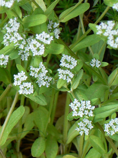 Fiorellini minuscoli - Valerianella sp.