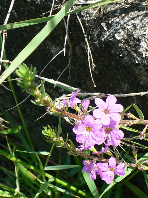 Fiorellini rosa - Lythrum cfr. juncaeum