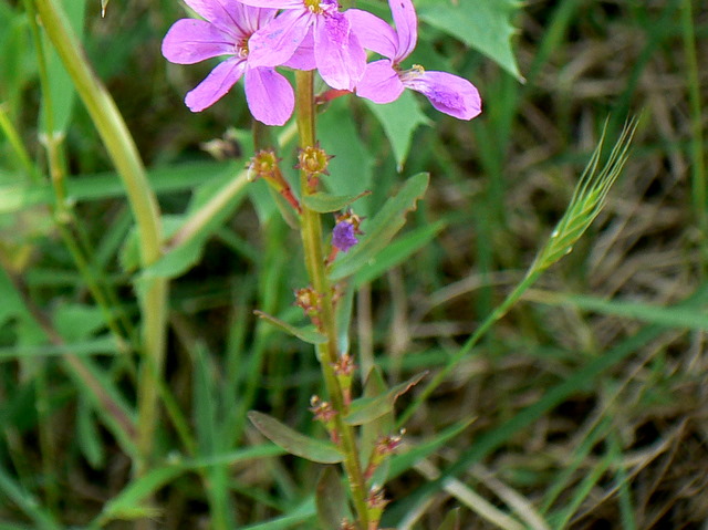 Fiorellini rosa - Lythrum cfr. juncaeum