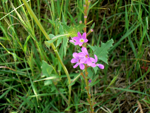 Fiorellini rosa - Lythrum cfr. juncaeum