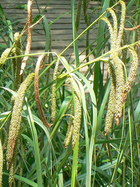 Pianta palustre - Carex pendula