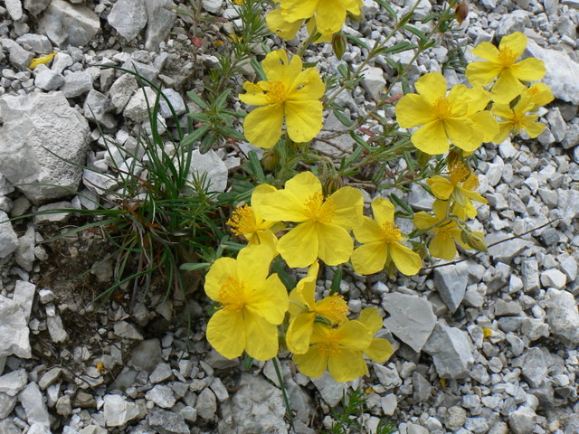 Helianthemum nummularium