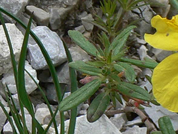 Helianthemum nummularium