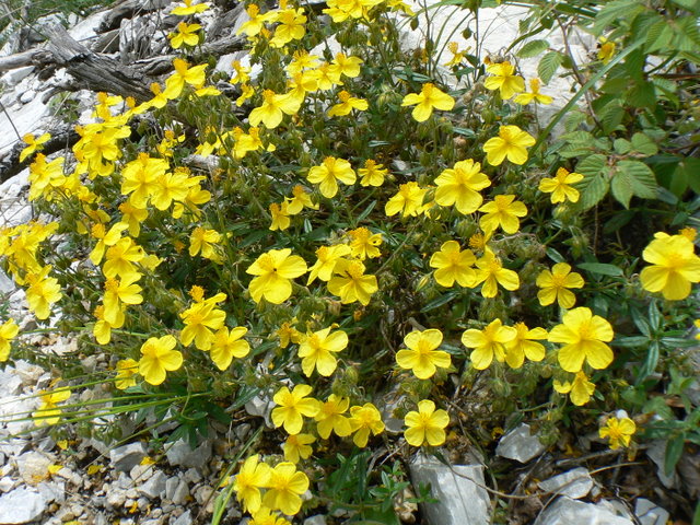 Helianthemum nummularium