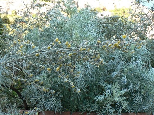 E'' della sibilla cumana - Artemisia arborescens