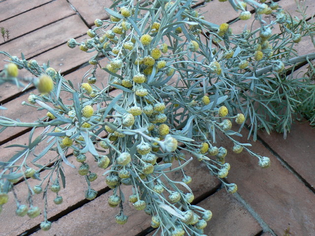 E'' della sibilla cumana - Artemisia arborescens