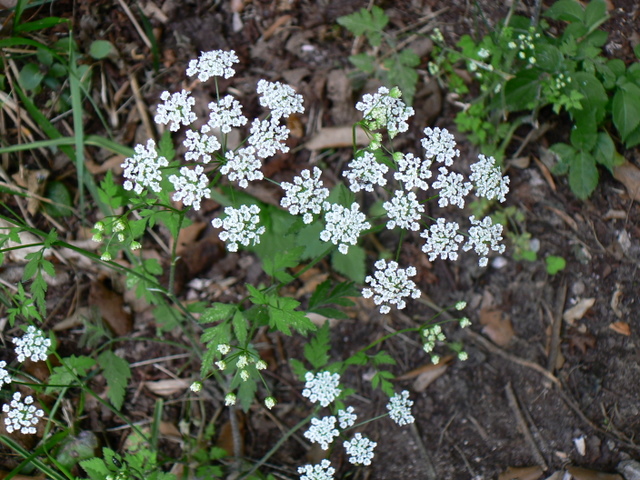 Chaerophyllum temulum / Cerfoglio peloso