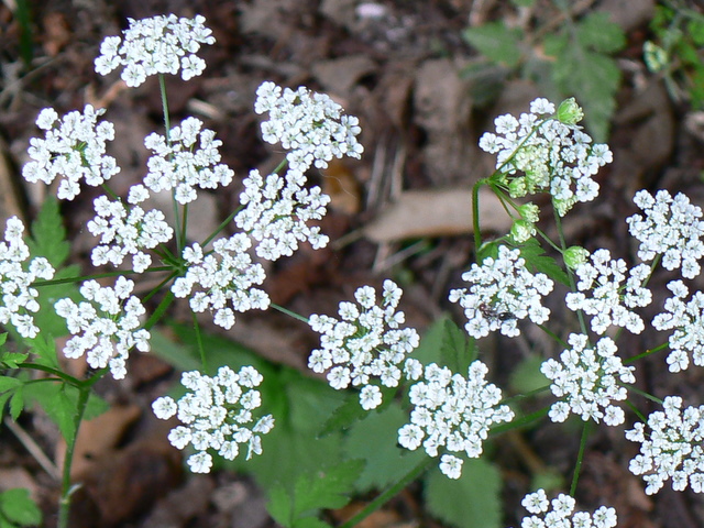 Chaerophyllum temulum / Cerfoglio peloso