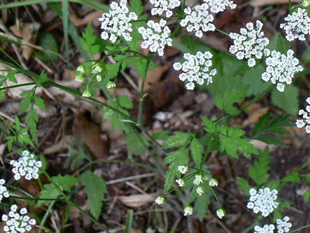 Chaerophyllum temulum / Cerfoglio peloso