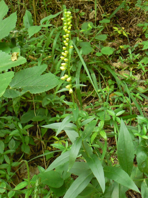 Digitalis micrantha (=Lutea  subsp.australis)