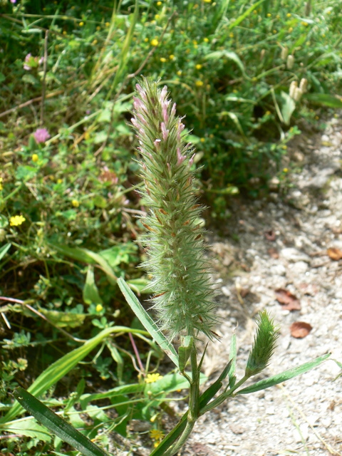 Trifolium angustifolium