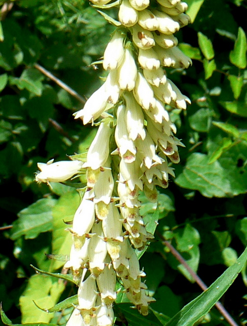 Digitalis micrantha (=Lutea  subsp.australis)