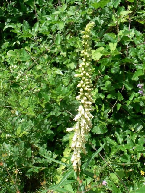 Digitalis micrantha (=Lutea  subsp.australis)