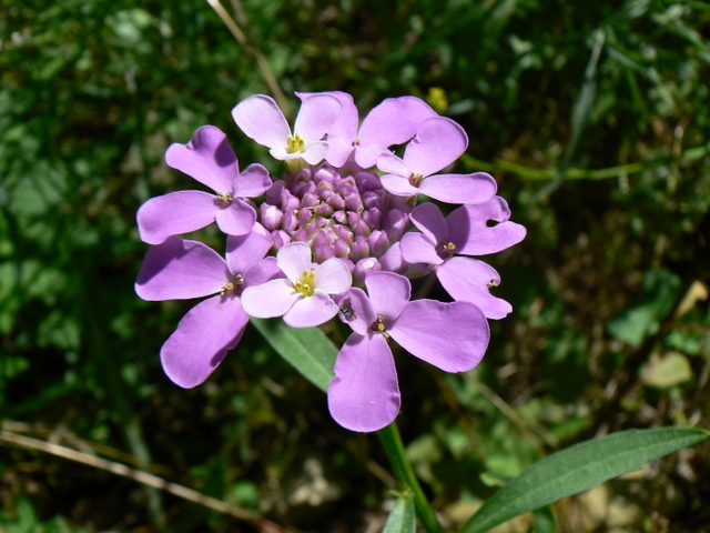 Iberis umbellata / Iberide rossa