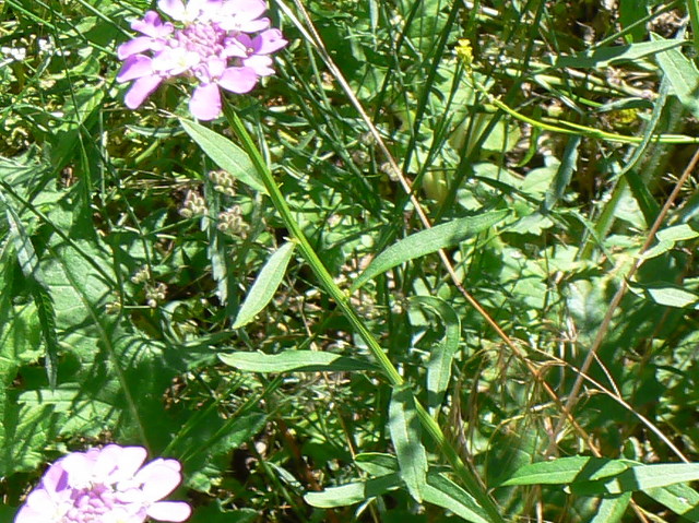 Iberis umbellata / Iberide rossa