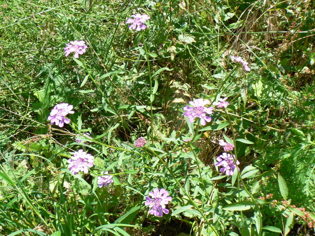 Iberis umbellata / Iberide rossa