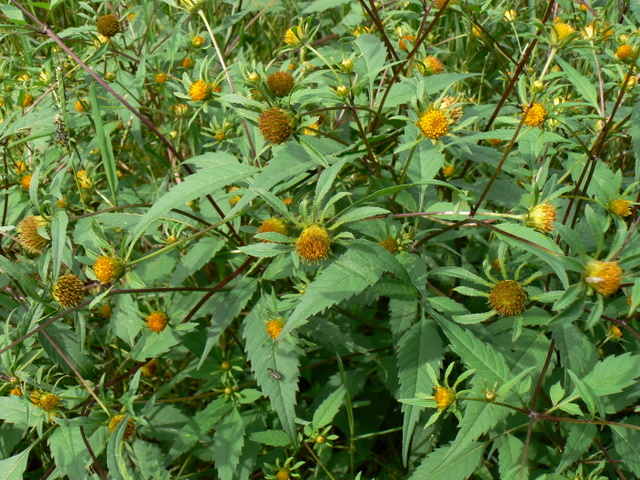 Bidens tripartita / Forbicina comune