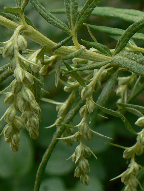 Artemisia verlotiorum